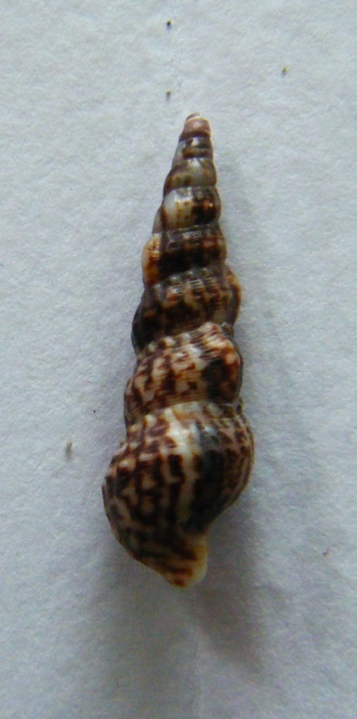 cerithium2